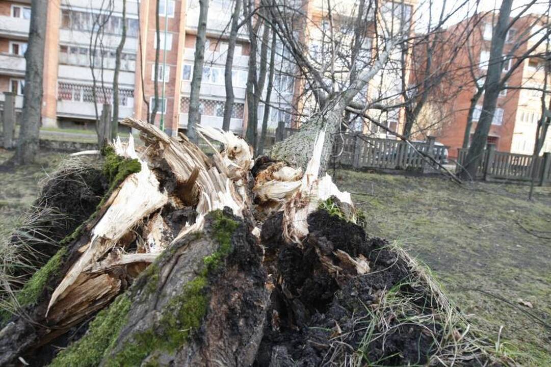Stiprus vėjas naktį nusiaubė pajūrį (atnaujinta 15:58 val.)