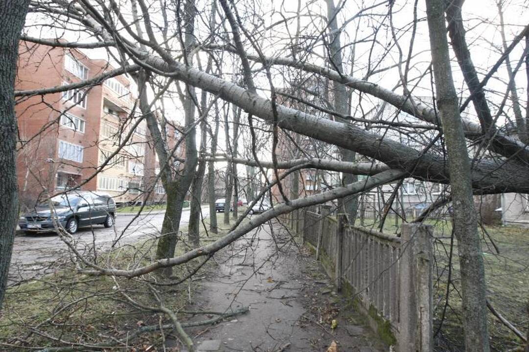 Stiprus vėjas naktį nusiaubė pajūrį (atnaujinta 15:58 val.)