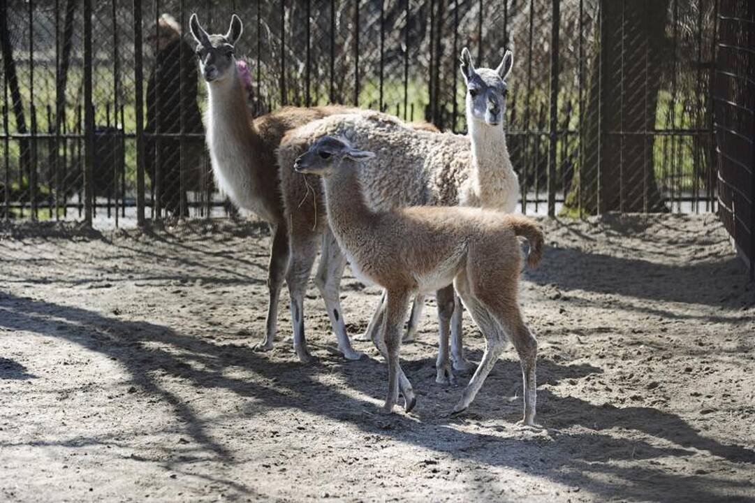 Zoologijos sodas pavasarį pasitiko su būriu jauniklių