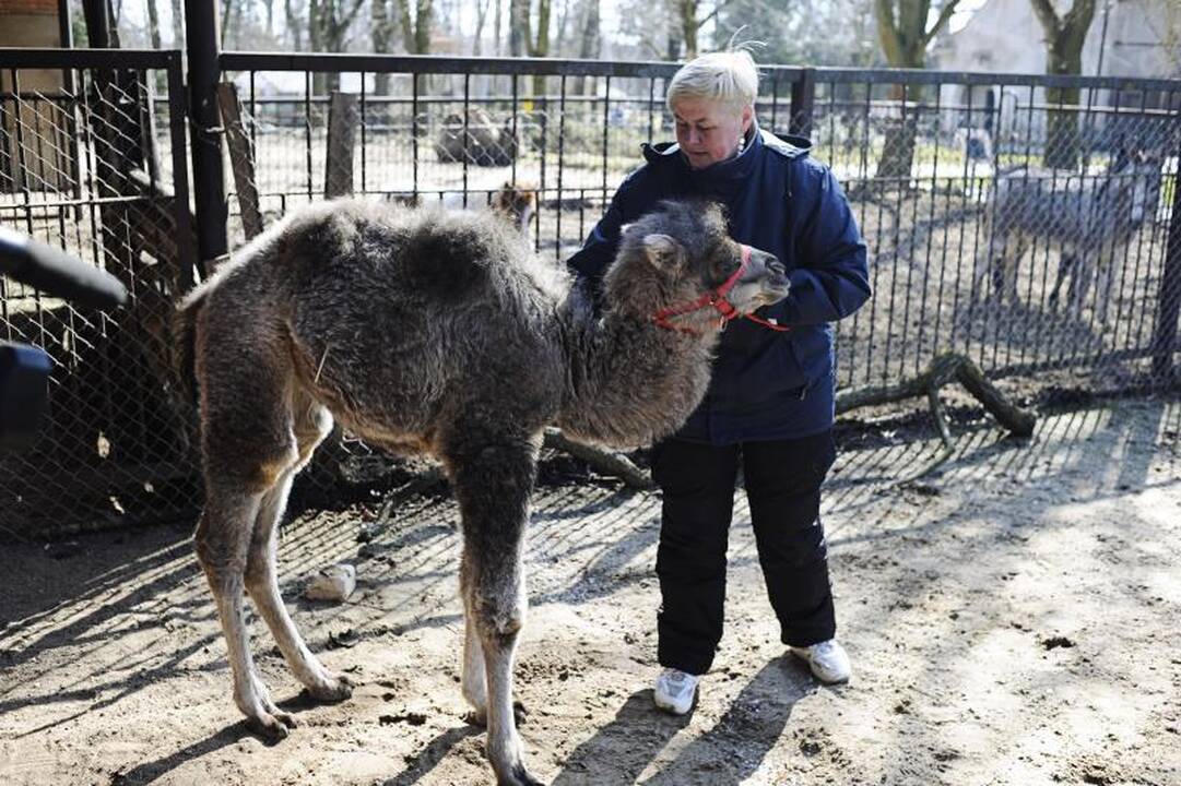 Zoologijos sodas pavasarį pasitiko su būriu jauniklių