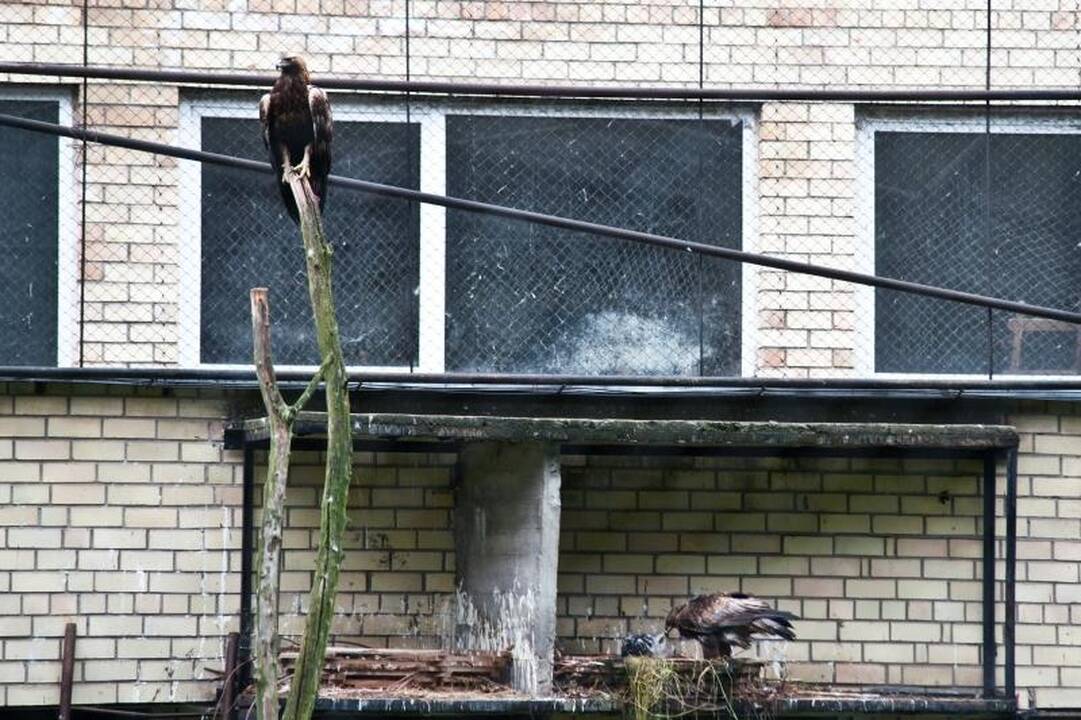 Zoologijos sode dūksta jaunikliai – nuo kengūriuko iki lapiuko
