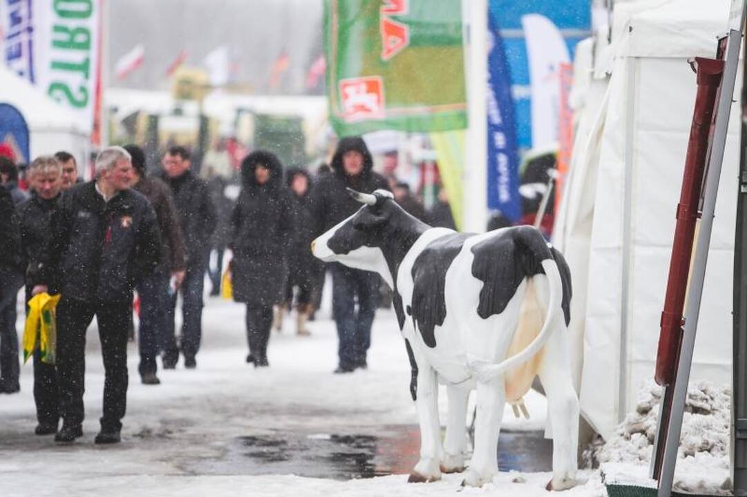 Žemės ūkio paroda „Ką pasėsi... 2013“ prasidėjo įspūdingomis spūstimis