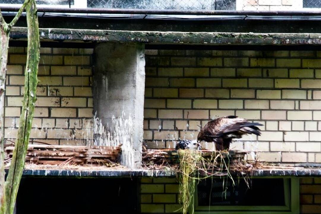 Zoologijos sode dūksta jaunikliai – nuo kengūriuko iki lapiuko