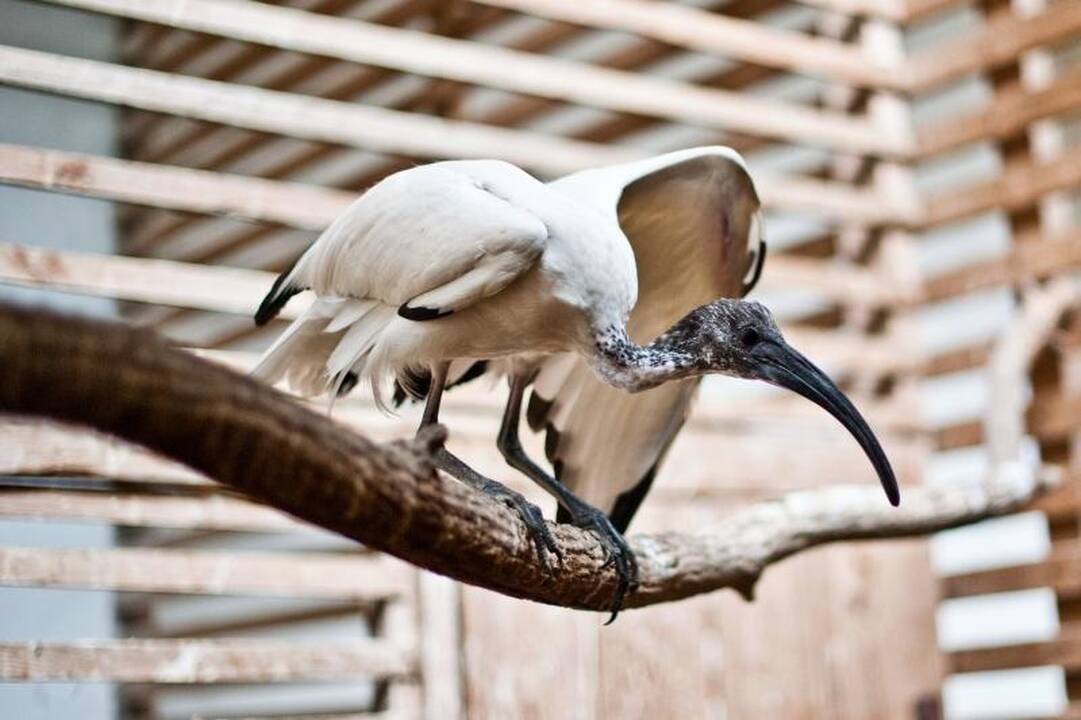 Zoologijos sode dūksta jaunikliai – nuo kengūriuko iki lapiuko