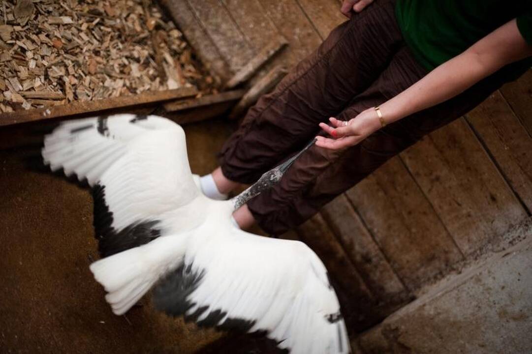 Zoologijos sode dūksta jaunikliai – nuo kengūriuko iki lapiuko