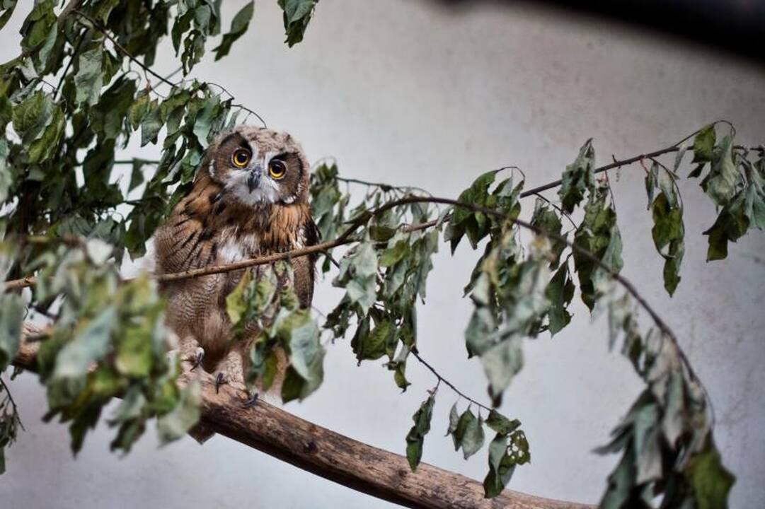 Zoologijos sode dūksta jaunikliai – nuo kengūriuko iki lapiuko