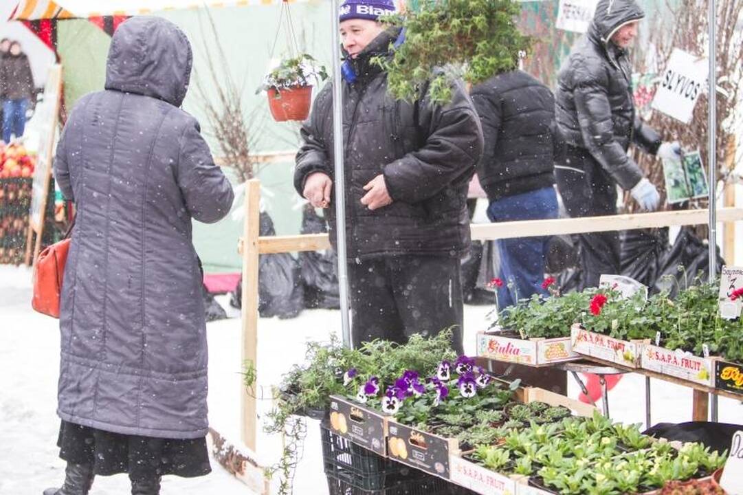 Žemės ūkio paroda „Ką pasėsi... 2013“ prasidėjo įspūdingomis spūstimis