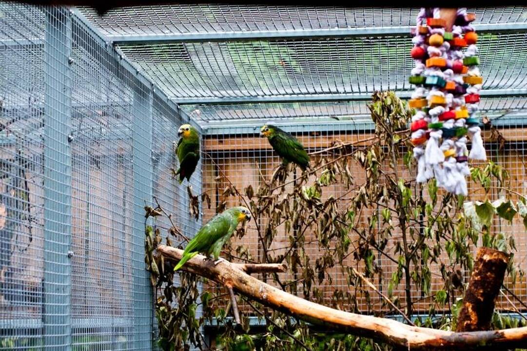 Zoologijos sode dūksta jaunikliai – nuo kengūriuko iki lapiuko