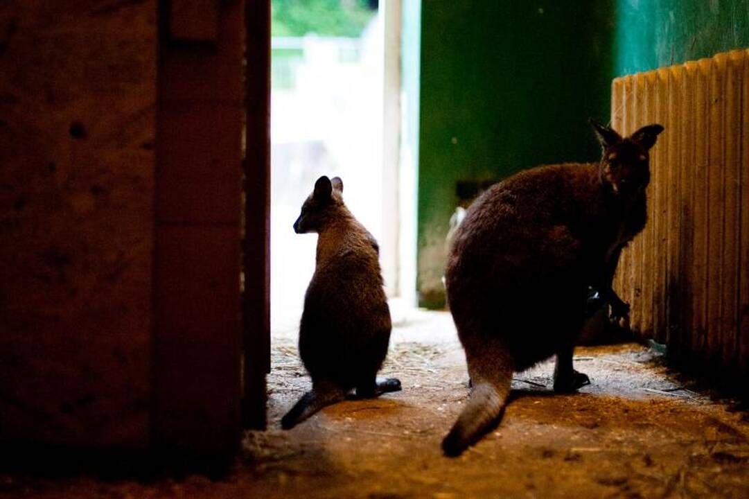 Zoologijos sode dūksta jaunikliai – nuo kengūriuko iki lapiuko