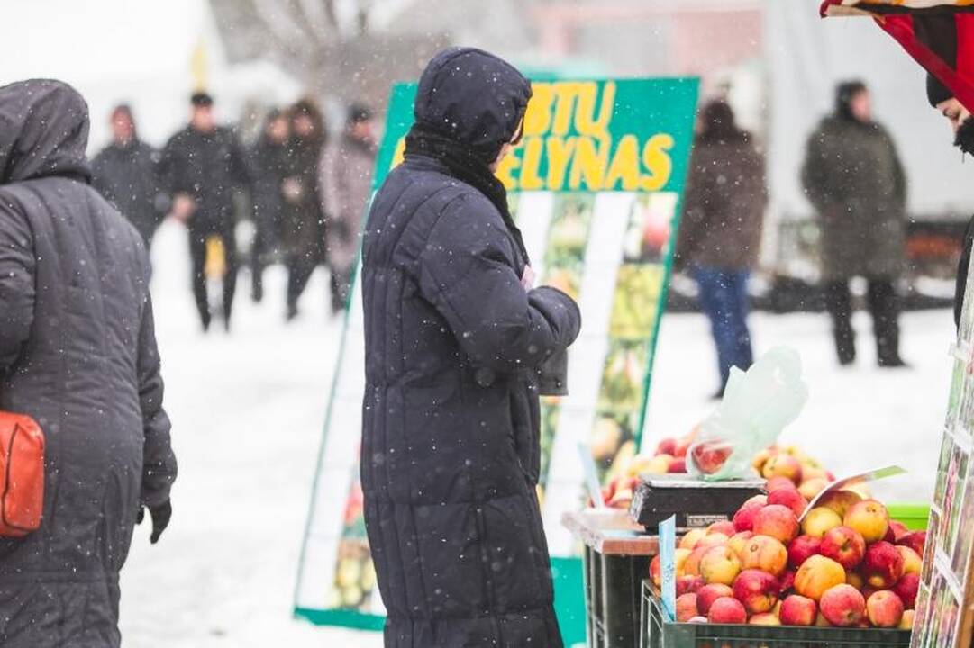 Žemės ūkio paroda „Ką pasėsi... 2013“ prasidėjo įspūdingomis spūstimis