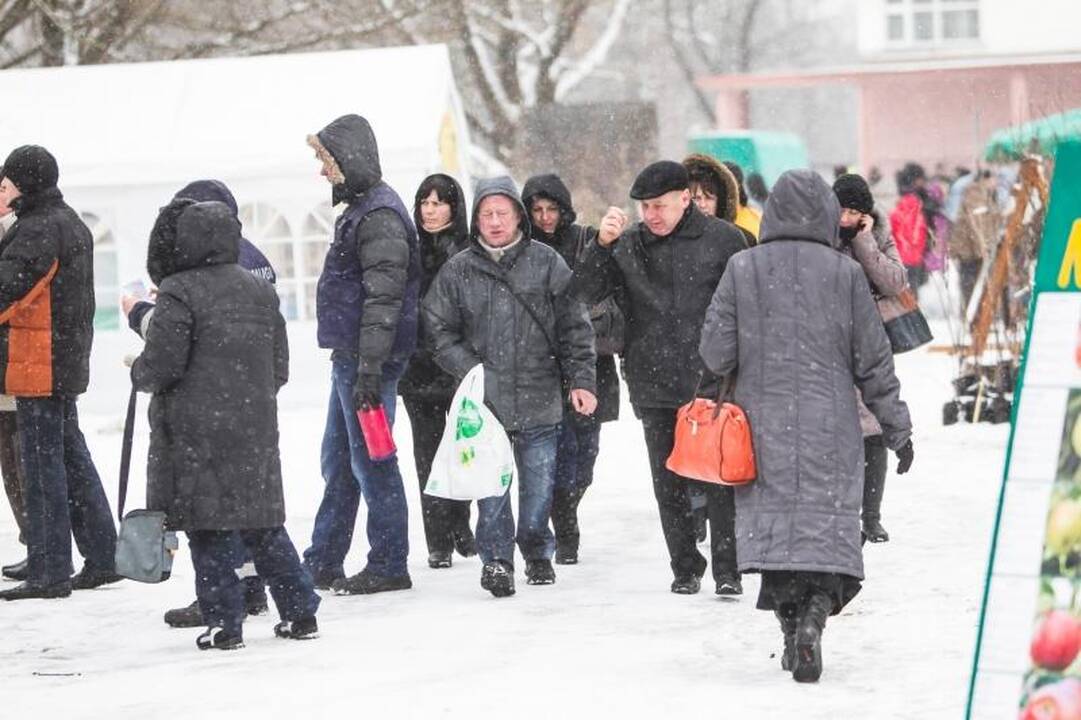 Žemės ūkio paroda „Ką pasėsi... 2013“ prasidėjo įspūdingomis spūstimis