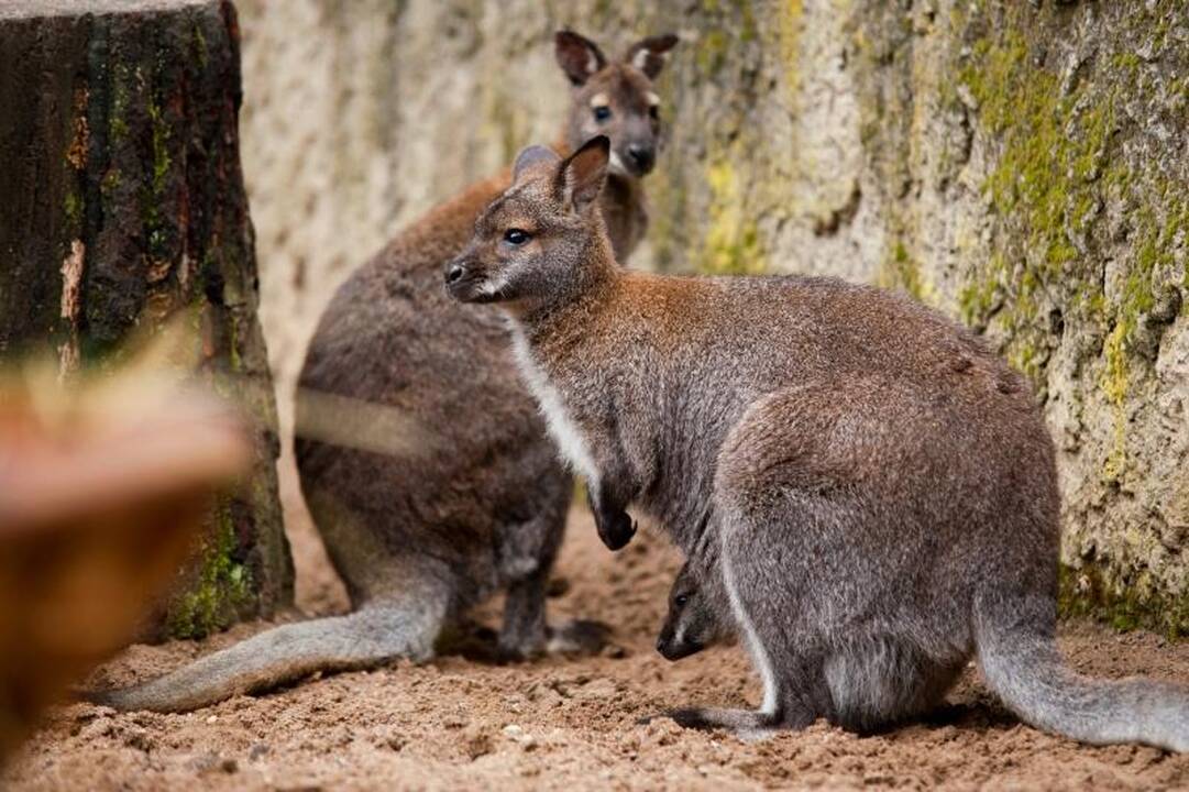Zoologijos sode dūksta jaunikliai – nuo kengūriuko iki lapiuko