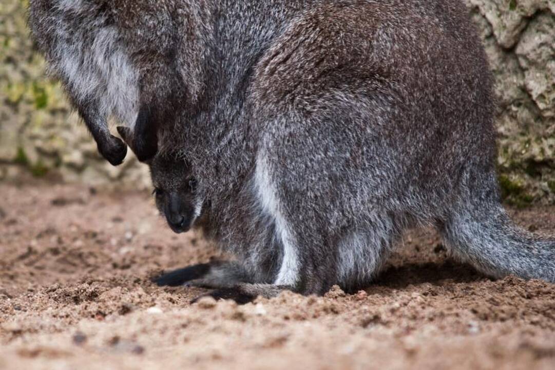 Zoologijos sode dūksta jaunikliai – nuo kengūriuko iki lapiuko