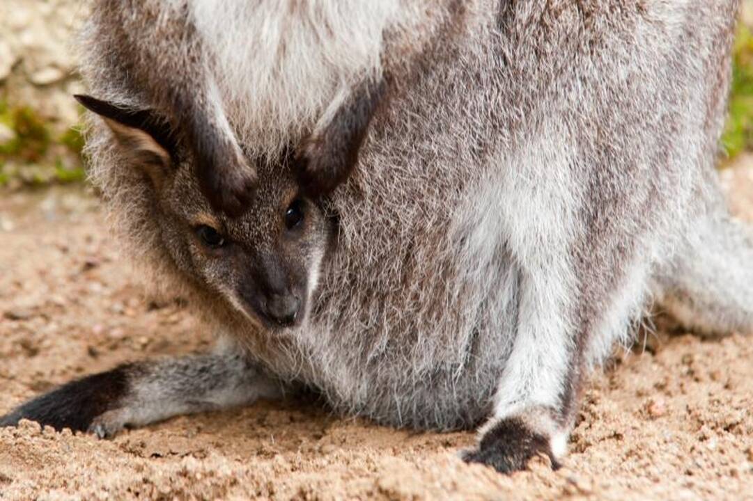 Zoologijos sode dūksta jaunikliai – nuo kengūriuko iki lapiuko