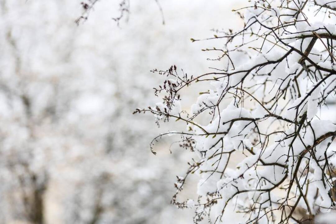 Meteorologė: šio sniego greitai nebeliks