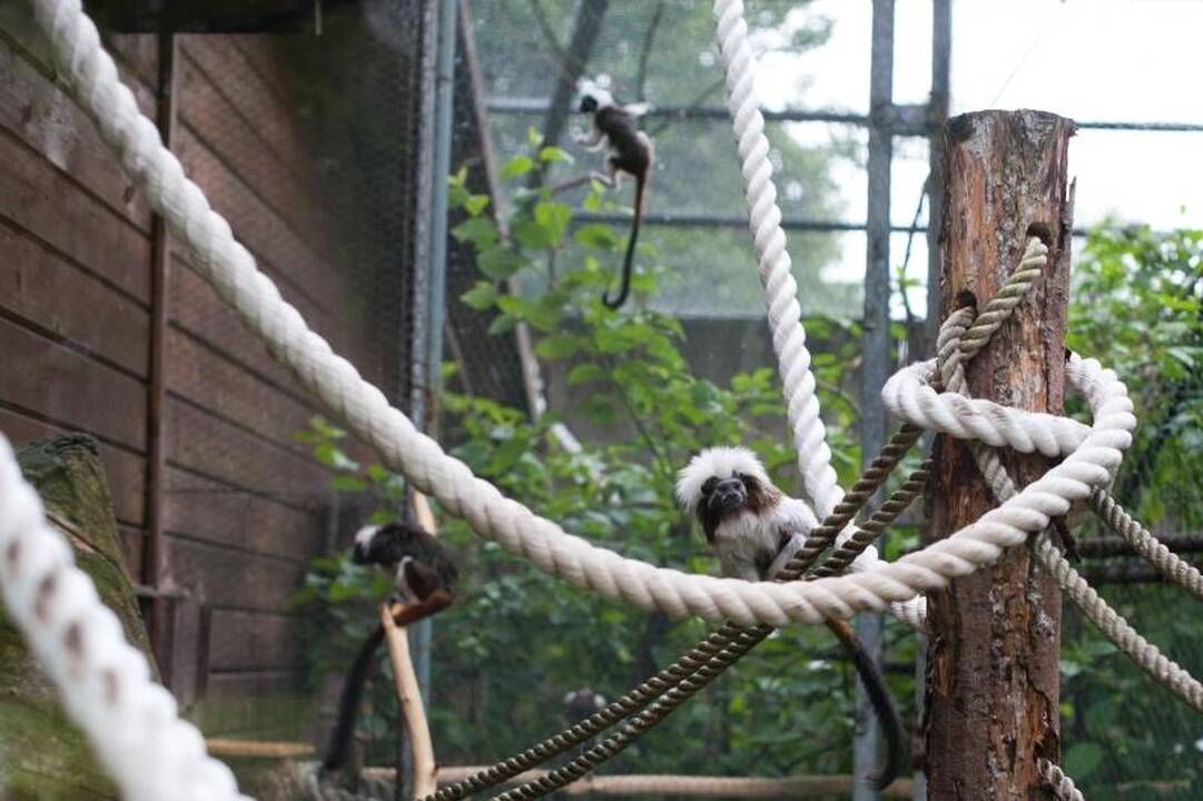 Zoologijos sode dūksta jaunikliai – nuo kengūriuko iki lapiuko