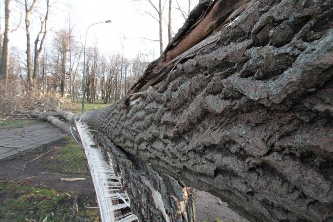 Stiprus vėjas naktį nusiaubė pajūrį (atnaujinta 15:58 val.)