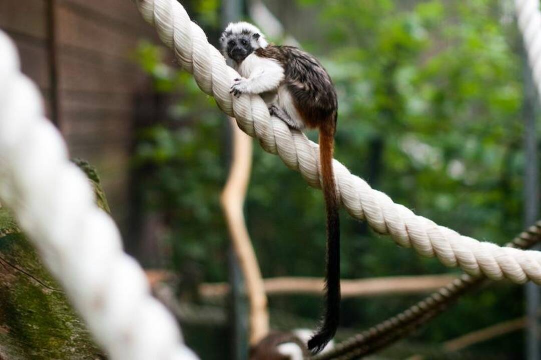 Zoologijos sode dūksta jaunikliai – nuo kengūriuko iki lapiuko