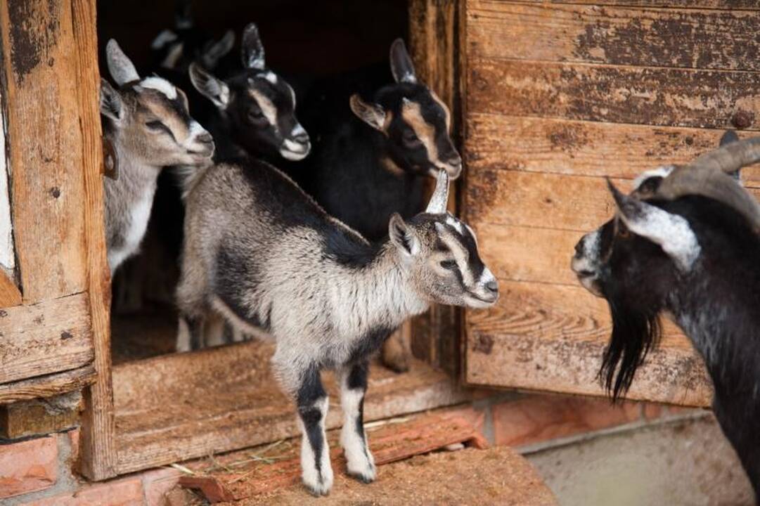 Zoologijos sode dūksta jaunikliai – nuo kengūriuko iki lapiuko