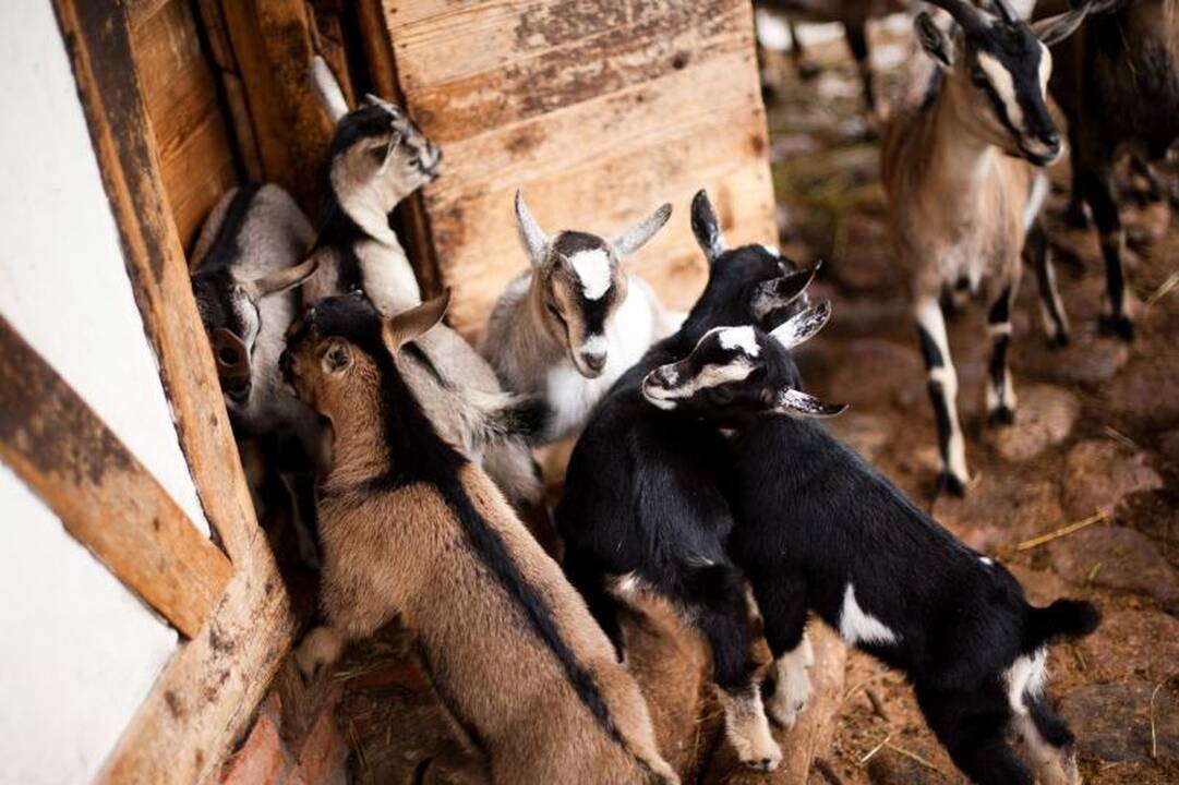 Zoologijos sode dūksta jaunikliai – nuo kengūriuko iki lapiuko
