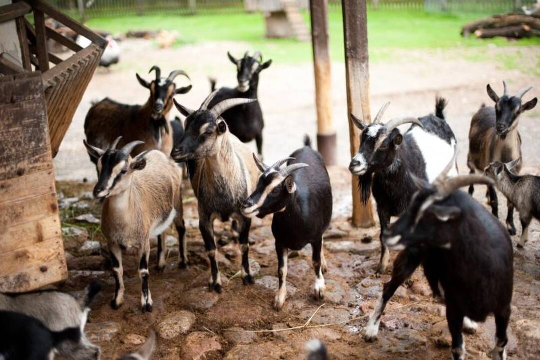 Zoologijos sode dūksta jaunikliai – nuo kengūriuko iki lapiuko
