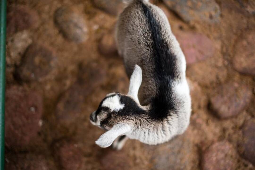 Zoologijos sode dūksta jaunikliai – nuo kengūriuko iki lapiuko