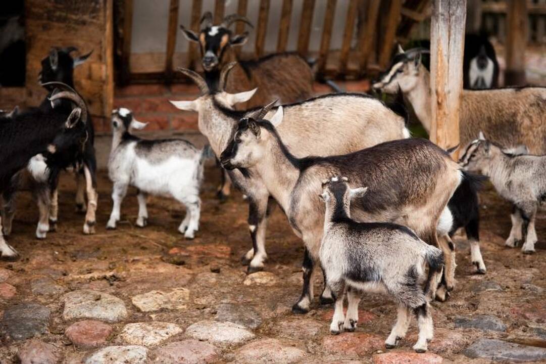 Zoologijos sode dūksta jaunikliai – nuo kengūriuko iki lapiuko