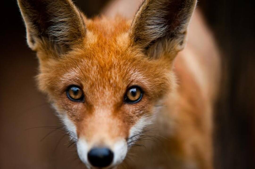 Zoologijos sode dūksta jaunikliai – nuo kengūriuko iki lapiuko