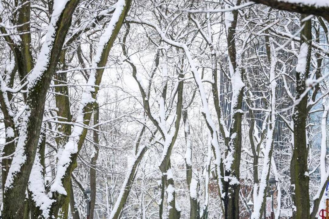 Meteorologė: šio sniego greitai nebeliks