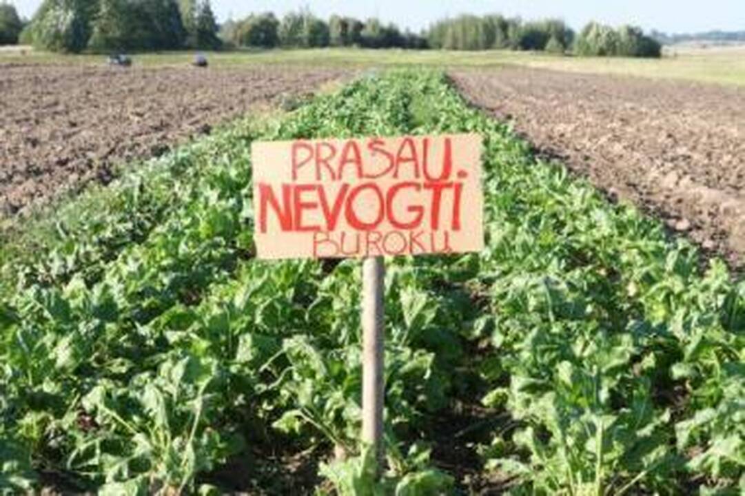Apsauga: gyventojai kaip išmanydami saugo savo derlių nuo šakniavaisius nuolat išsikasančių vagišių.