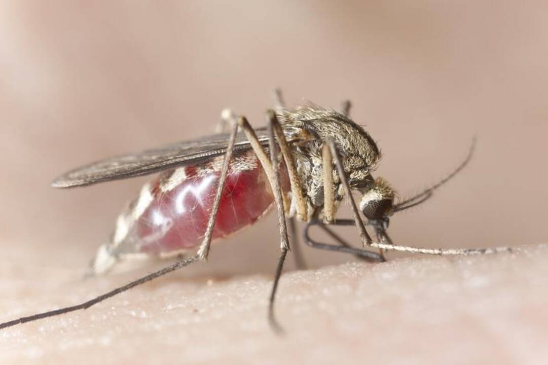 Vienas iš septynių drąsuolių maliarijos neišvengė