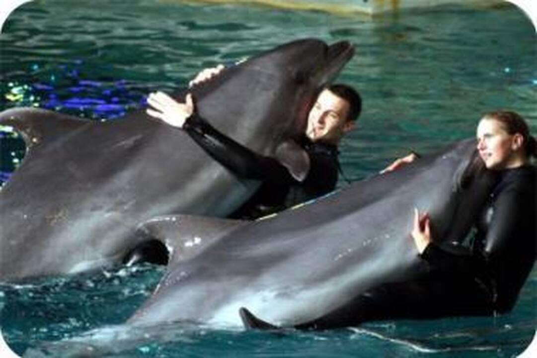Delfinai svečiais nesipiktina