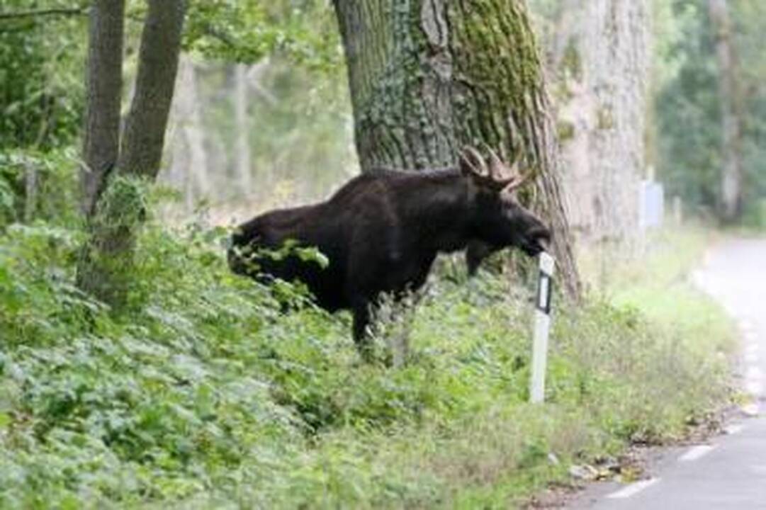 Sąlyga: teismo proceso prieš valstybę sėkmė gali priklausyti ir nuo aplinkybės, ar eismo įvykio vietoje buvo įrengtas ženklas "Laukiniai žvėrys".