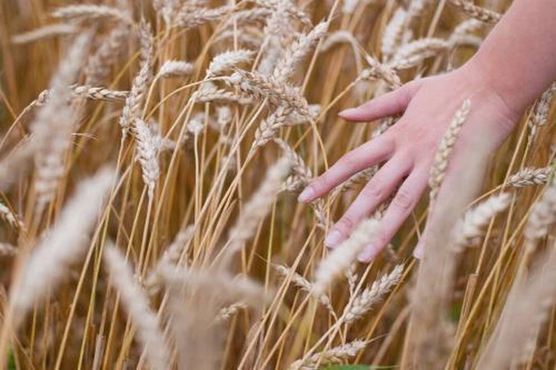 Grūdus supirko brangiau