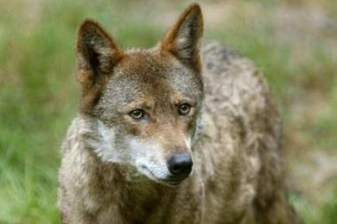 Atsargus: paprastai vilkai šalinasi žmogaus draugijos.