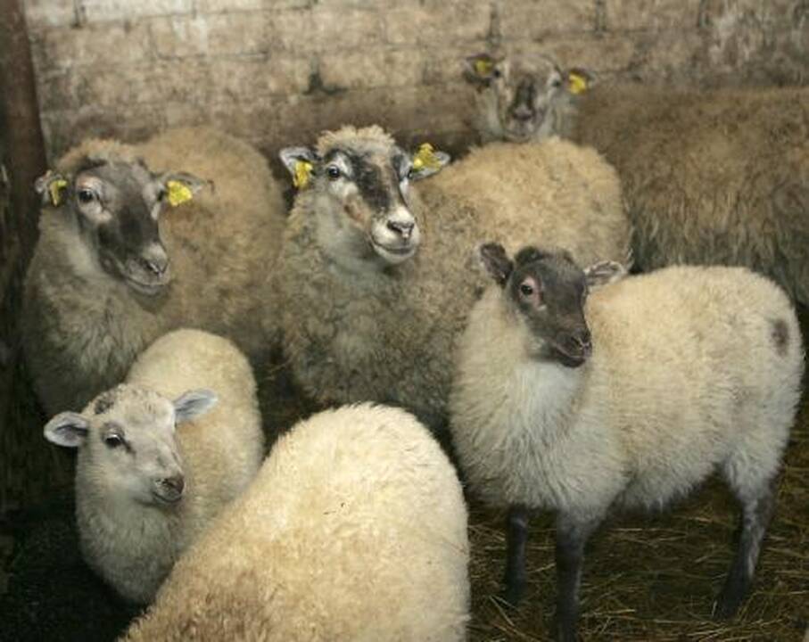 Leido išvežti galvijus