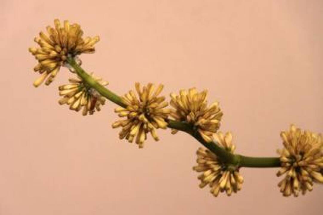 Nudžiugino: A.Kazakevičienės dracena pražydo pirmą kartą per 16 metų.