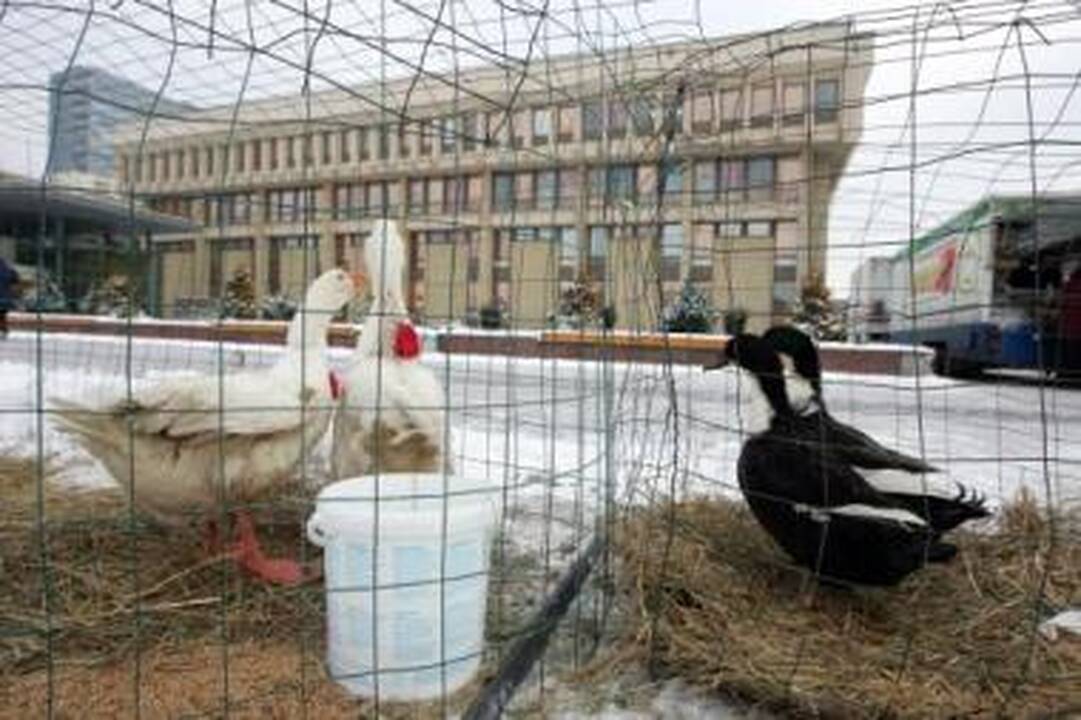 Istorija: kalėdinio turgaus organizatoriai prisiminė Lietuvoje buvusį "Žąsų karą".