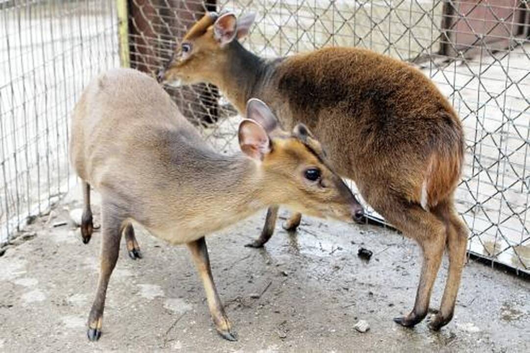 Zoologijos sode – nauji gyventojai