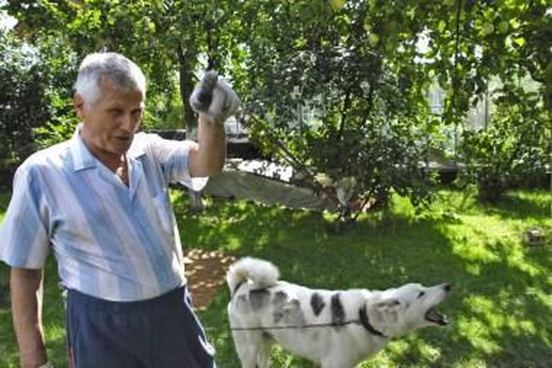 Nukentėjo: J.Verbicko augintinis Maksis tapo įpykusio kaimyno taikiniu.
