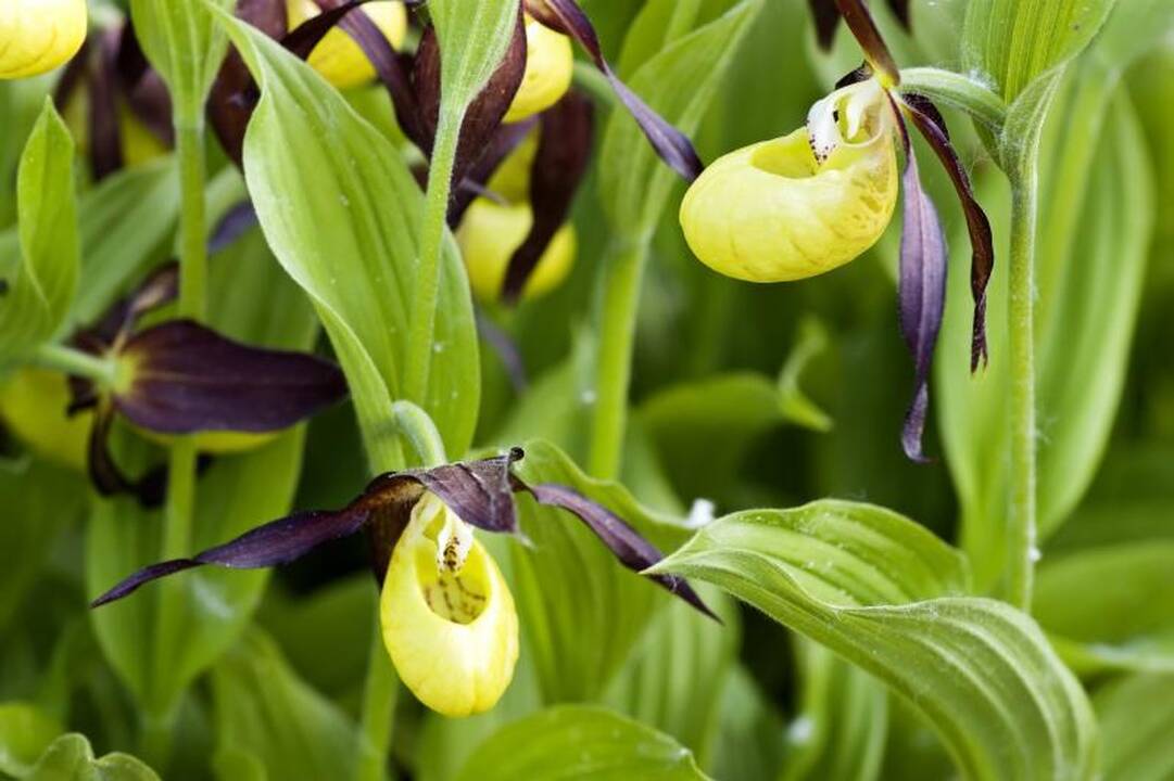Ir orchidėjas reikia persodinti