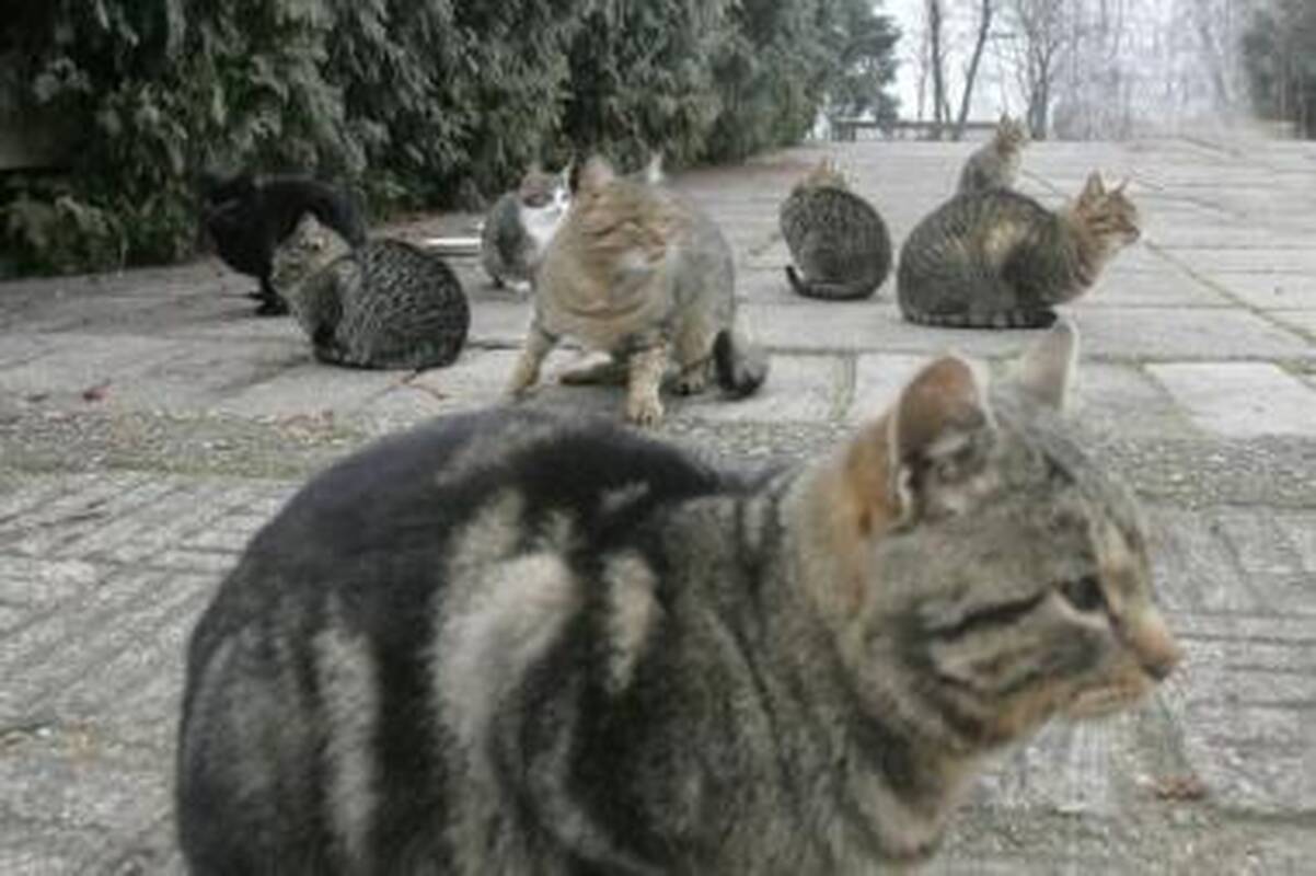 Kelias: blusas dažniausiai perneša naminiai augintiniai.