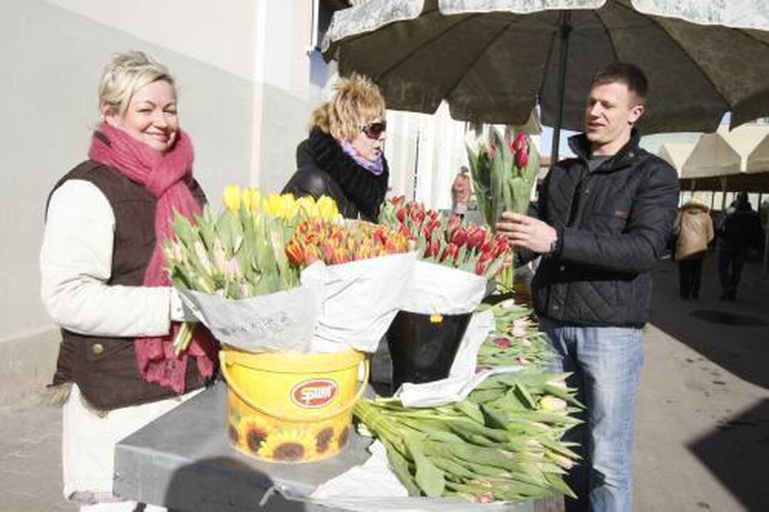 Mieste pabiro tulpių žiedai