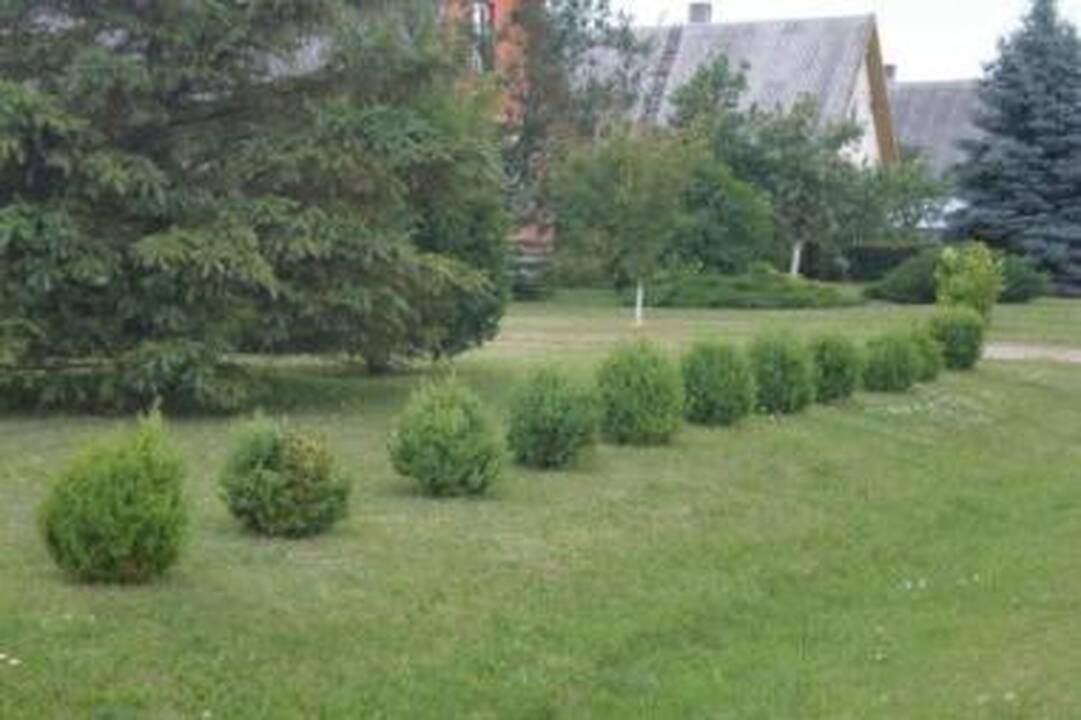 Nesektina: nekarpoma paprastojo buksmedžio gyvatvorė susodinta per retai.