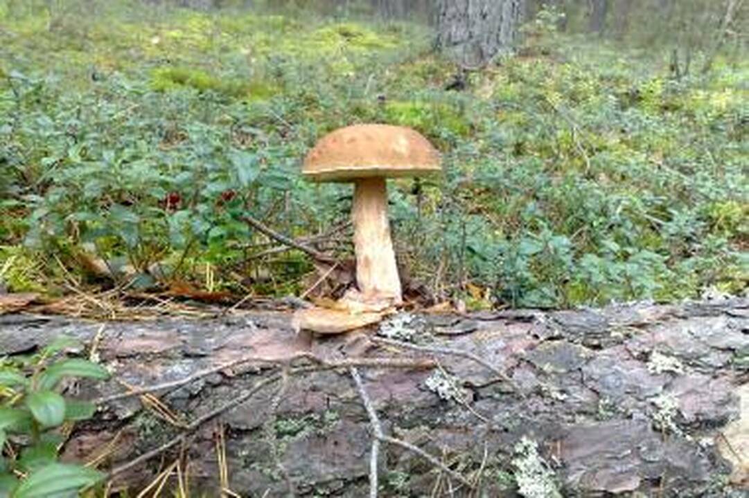 Prasti grybautojai grybus renka turguje