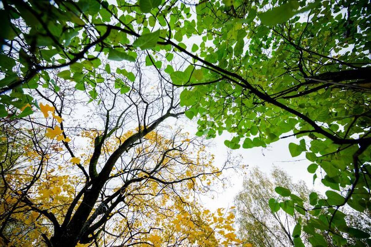 Verkių dvaro parke - arboristų laipiojimo medžių laja varžybos