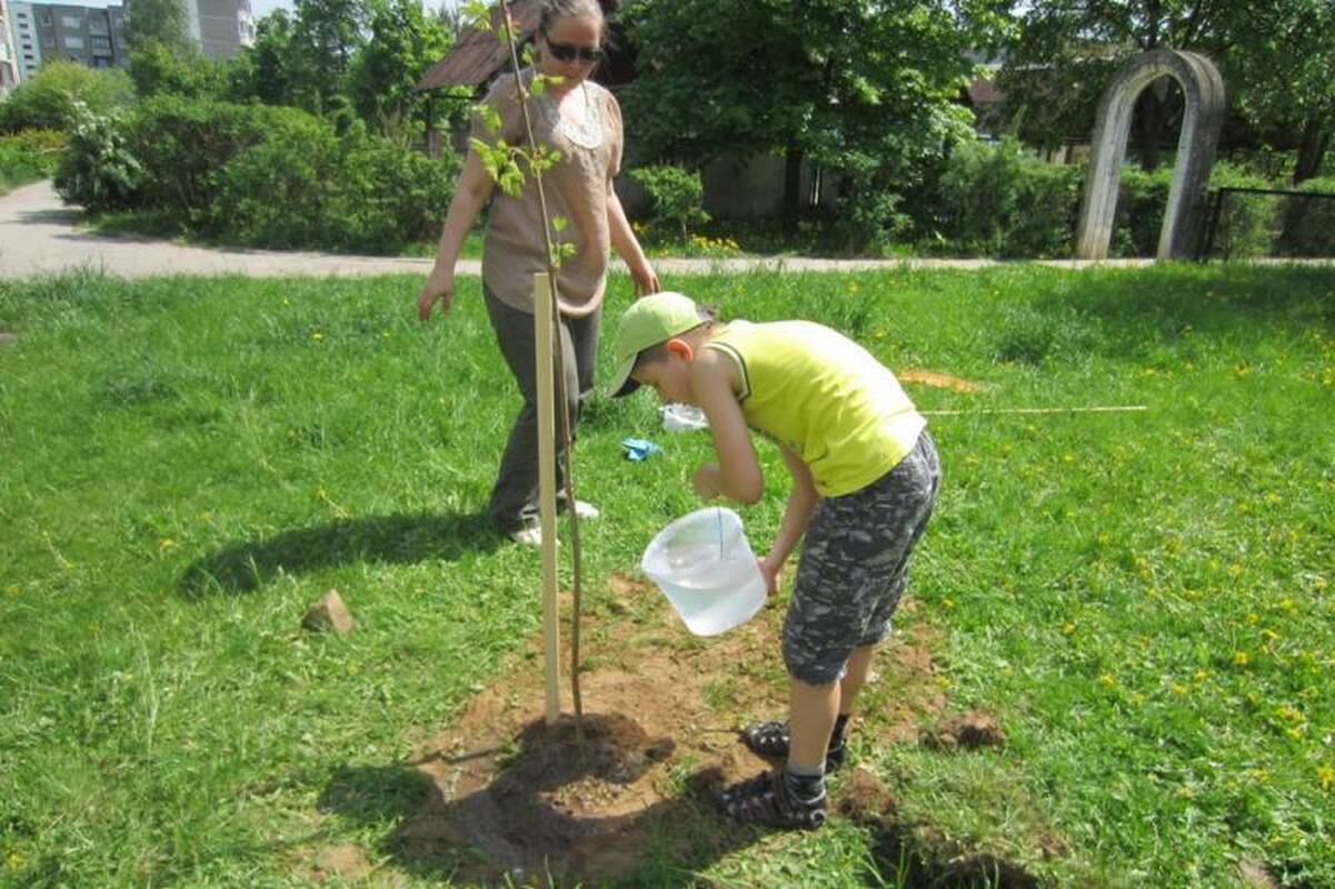 Pilaitės bendruomenė vilniečių daugiabučių kiemuose pasodino 50 medžių