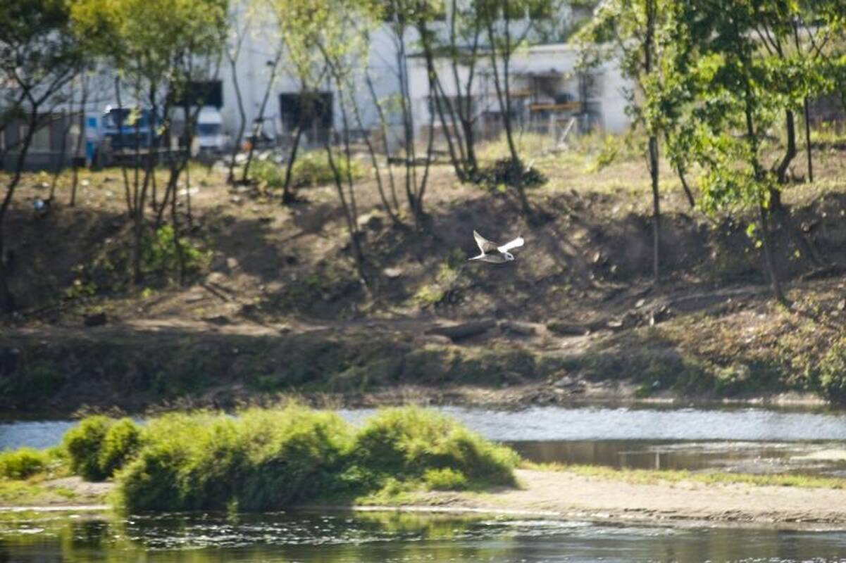 Vilniaus rajone Neryje rastas suiręs kūnas