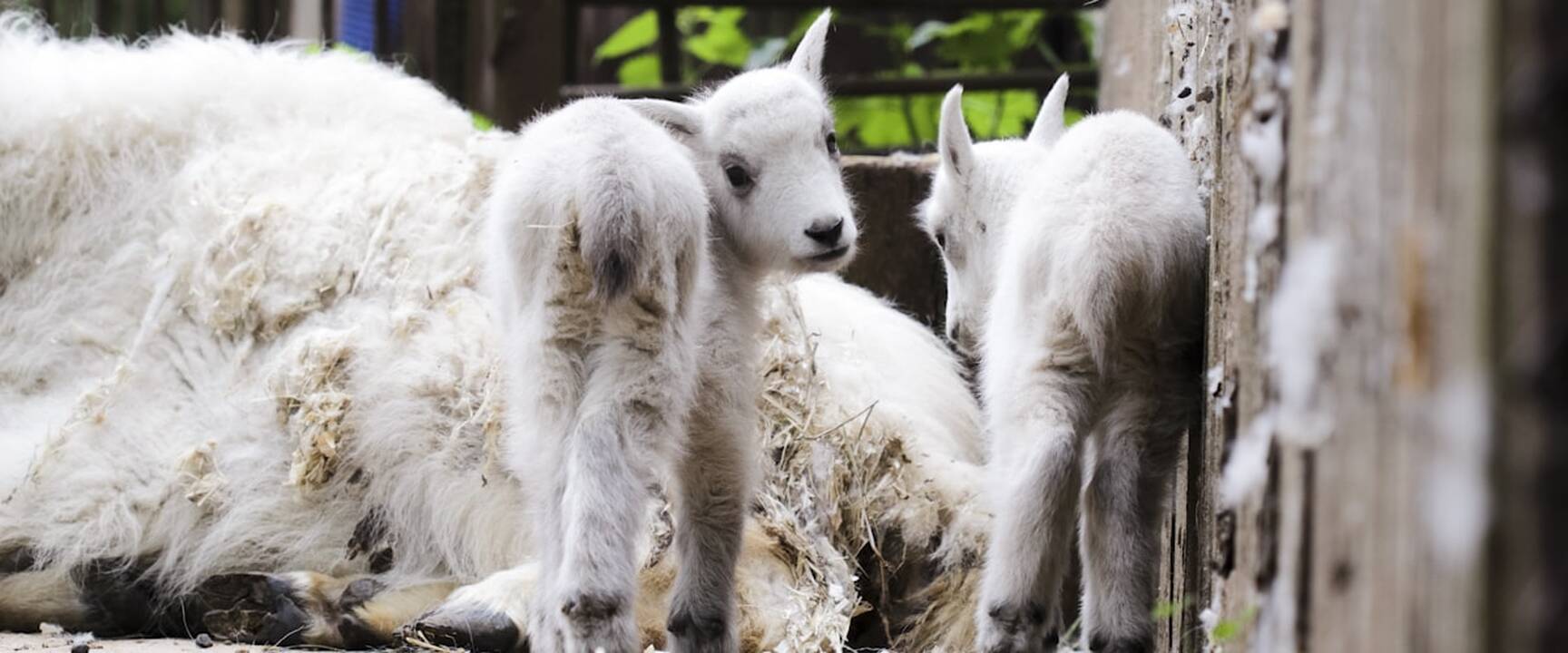 Lietuvos zoologijos sodo jaunikliai