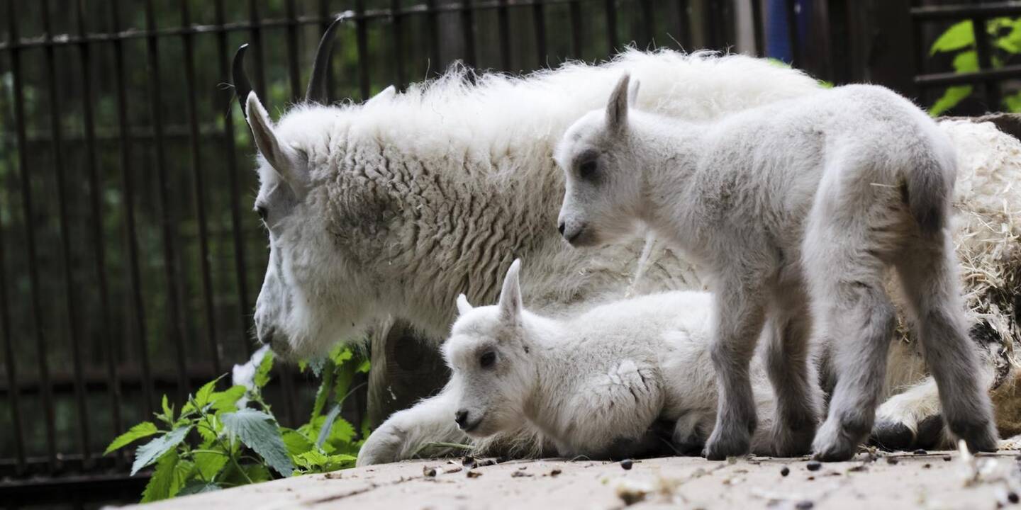 Lietuvos zoologijos sodo jaunikliai